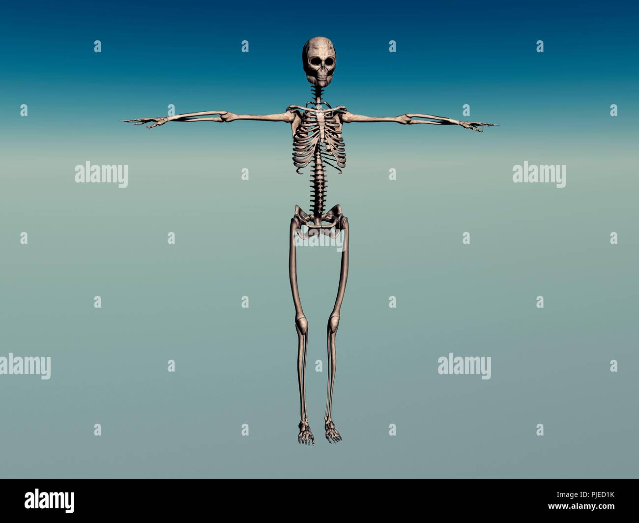 Weibliche menschliche Skelett Stockfoto