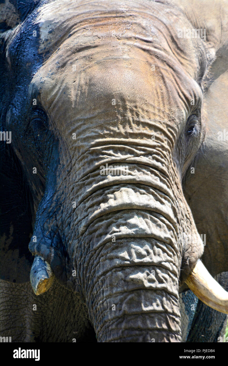 Elefant Nahaufnahme Stockfotografie Alamy