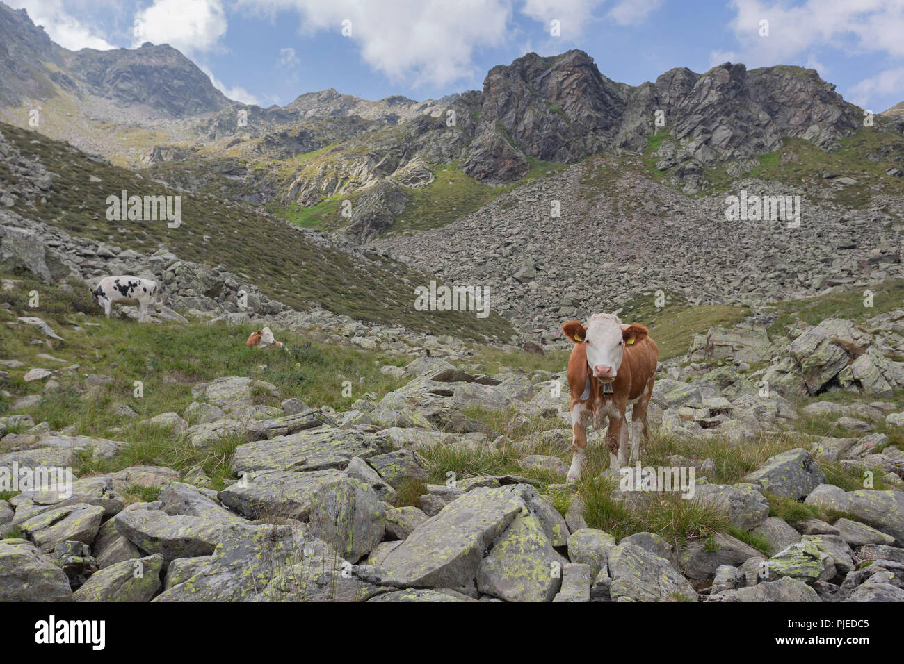 Kühe auf dem Gipfel des Berges im Sommer, Dolomiten, Italien Stockfoto