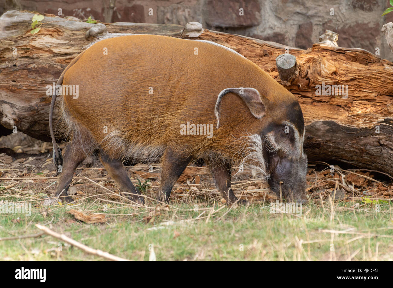 Ein einzelnes isoliertes männlich Red River Hog in Gefangenschaft im Zoo. Stockfoto