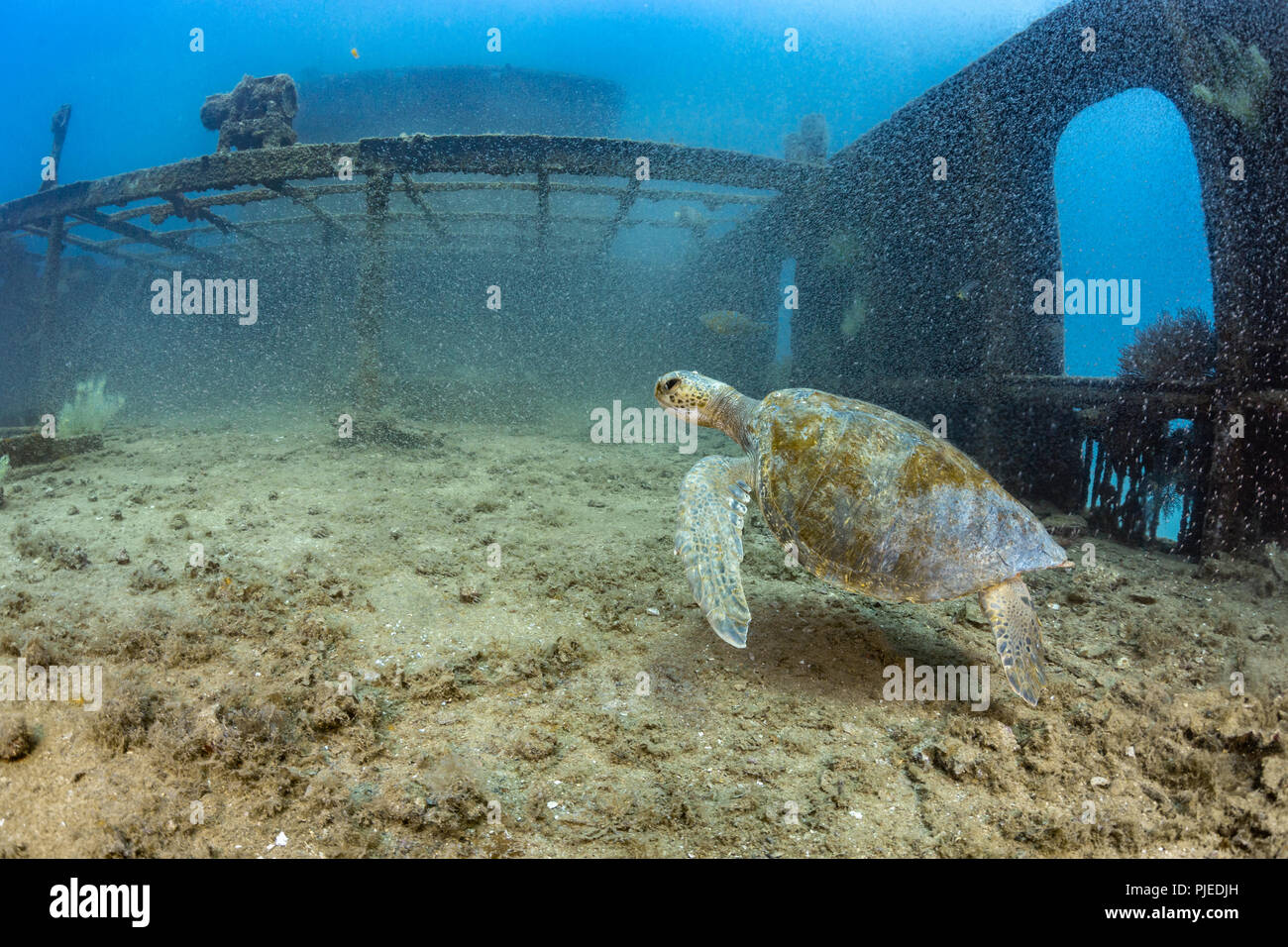 Schildkröte auf den Fang Ming Wrack, La Paz, Meer von Cortez Stockfoto Schildkröte auf den Fang Ming Wrack, La Paz, Meer von Cortez Stockfoto