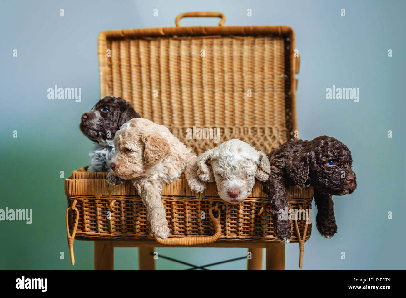 Süße kleine Welpen im Korb sitzen Stockfoto