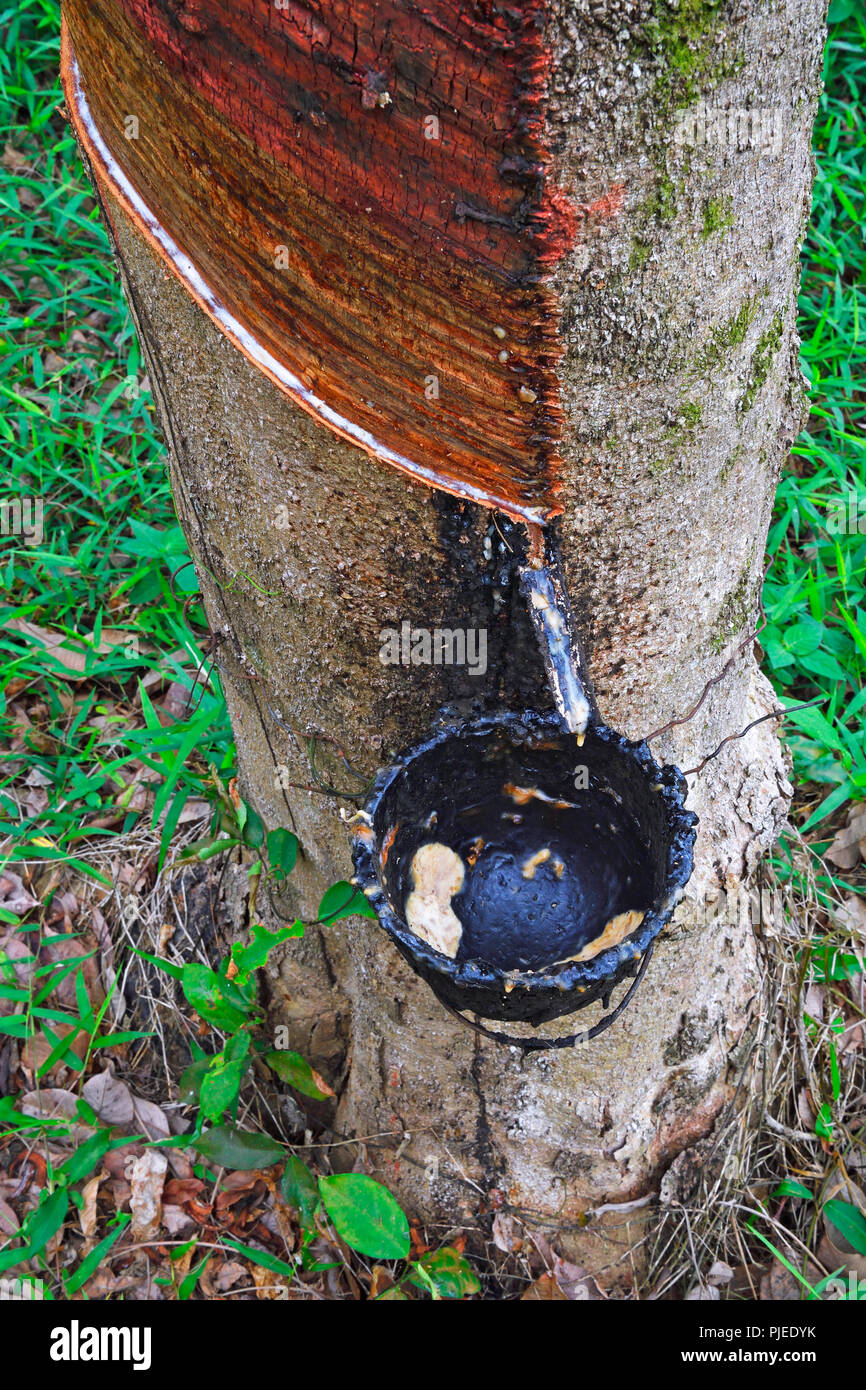 Produktion von natürlichen Kautschuk in der gummibaum oder Para Gummibaum (Hevea brasiliensis) in einer Plantage, Phuket, Thailand, Gewinnung von Naturk Stockfoto