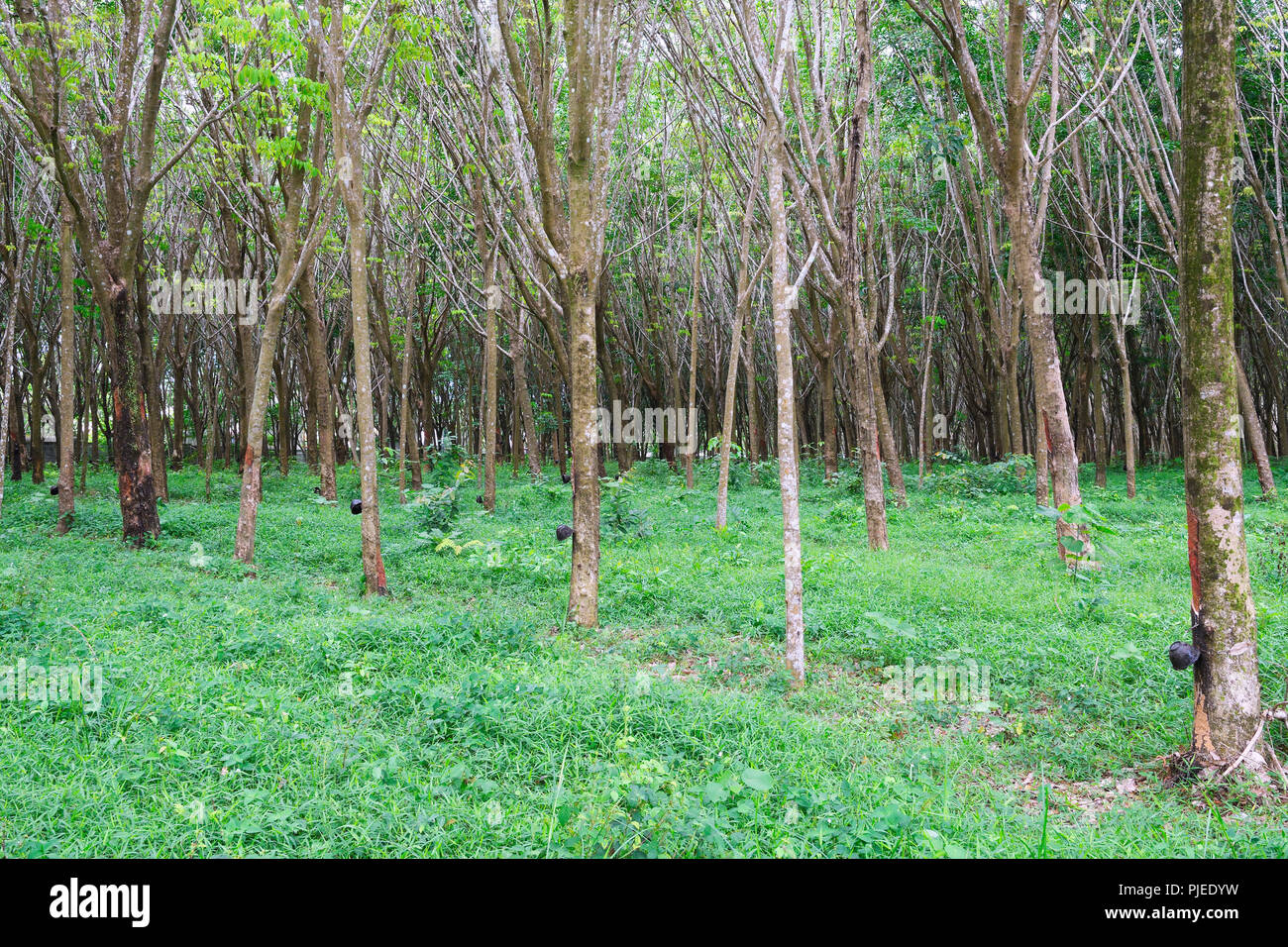 Gummibaum oder Para Gummibaum (Hevea brasiliensis) in einer Plantage,  Phuket, Thailand, Kautschukbaum oder Para-Kautschukbaum (Hevea brasiliensis  Stockfotografie - Alamy