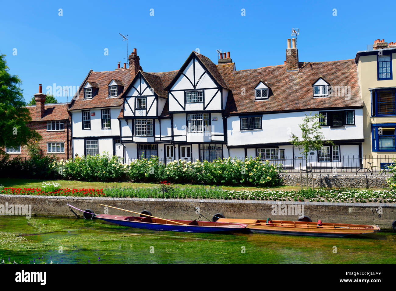 Stocherkähne günstig an der Great Stour Fluss vor der Fachwerkhäuser von westgate Grove Canterbury Stockfoto