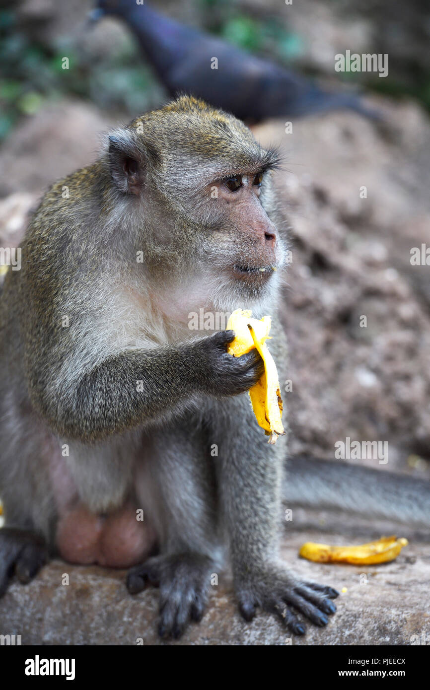 Langschwanzmakak oder Krabbe Esser (Macaca fascicularis), Phang Nga, Thailand, Langschwanzmakak oder Krabbenesser (Macaca fascicularis) Stockfoto