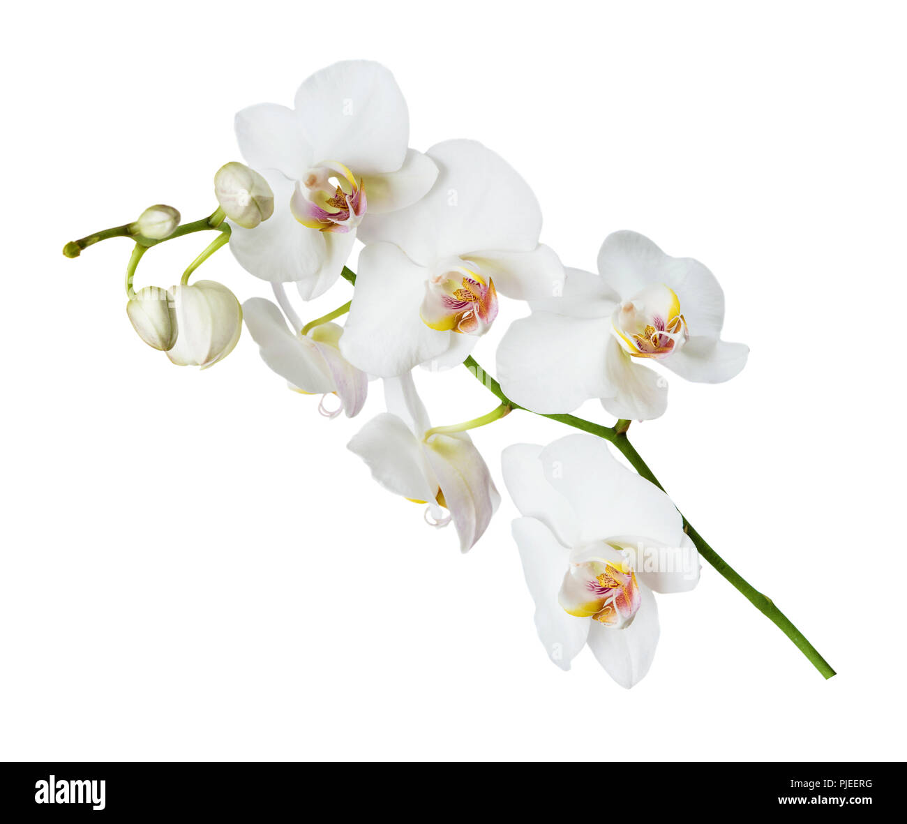 Weiße Orchidee Phalaenopsis Blume auf weißem Hintergrund Stockfoto