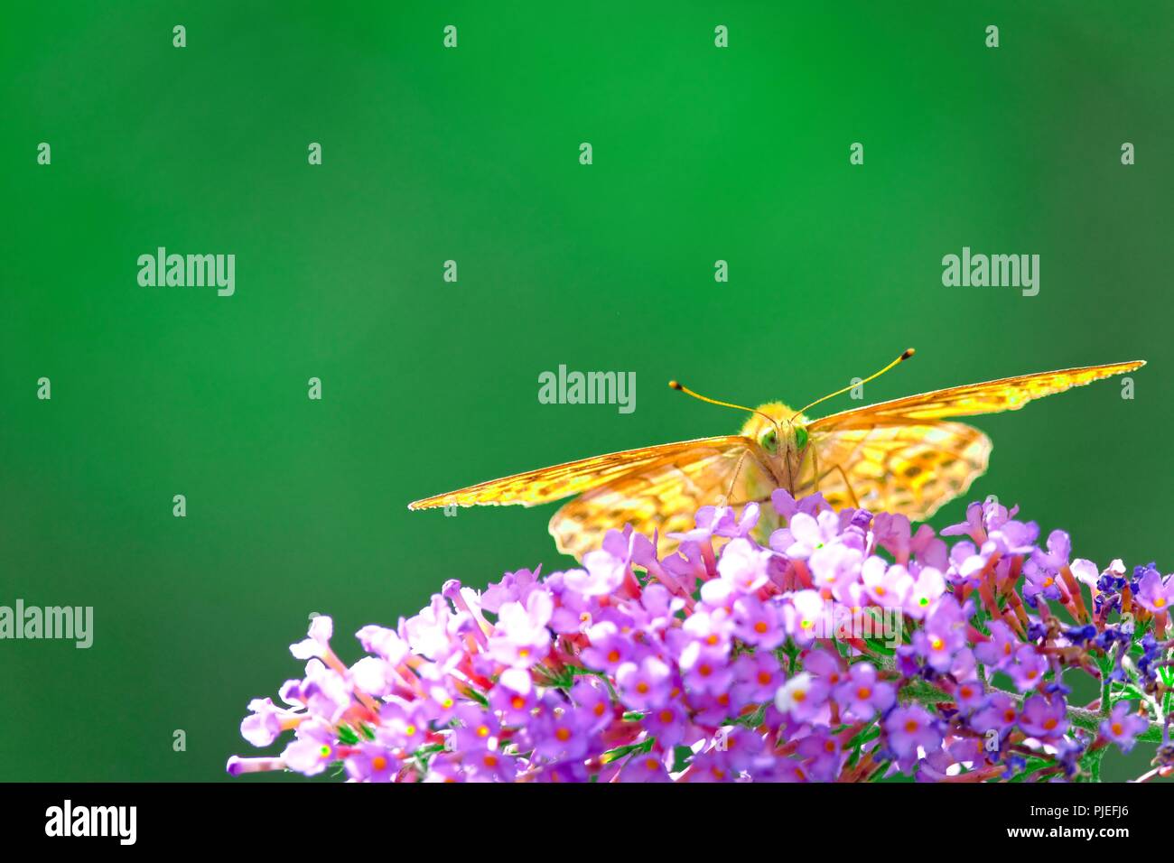 Vorderansicht eines Schmetterlings Nektar saugen aus einem rosa Blume Stockfoto