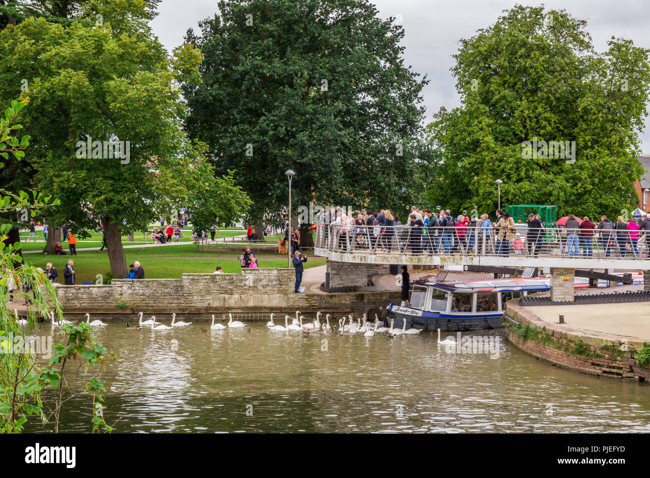 Touristen in das Boot von Schwänen umgeben, Stratford Upon Avon, (William Shakespeare's Town), Westmidlands, England, 27.08.2018 Stockfoto