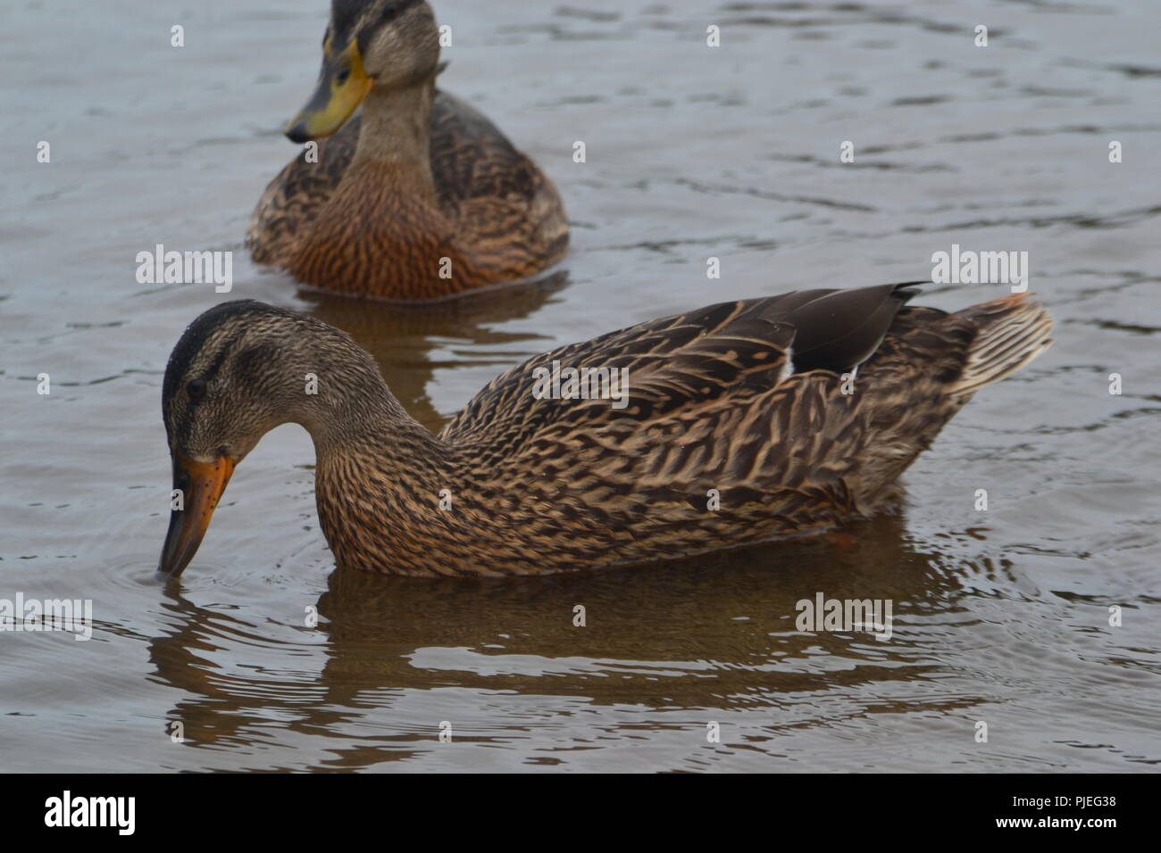 Mallard Enten auf dem Wasser Stockfoto