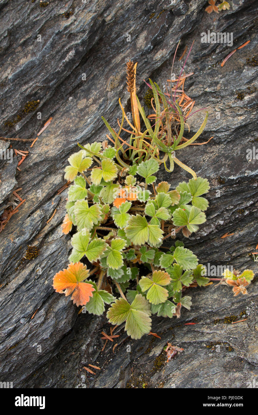 Anlage am Strand Felsen, Juan de Fuca Provincial Park, British Columbia, Kanada Stockfoto