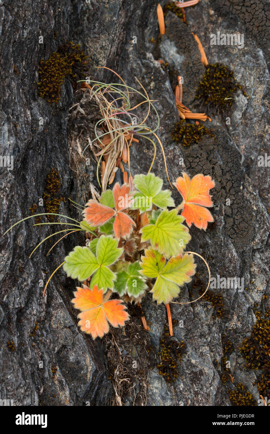 Anlage am Strand Felsen, Juan de Fuca Provincial Park, British Columbia, Kanada Stockfoto