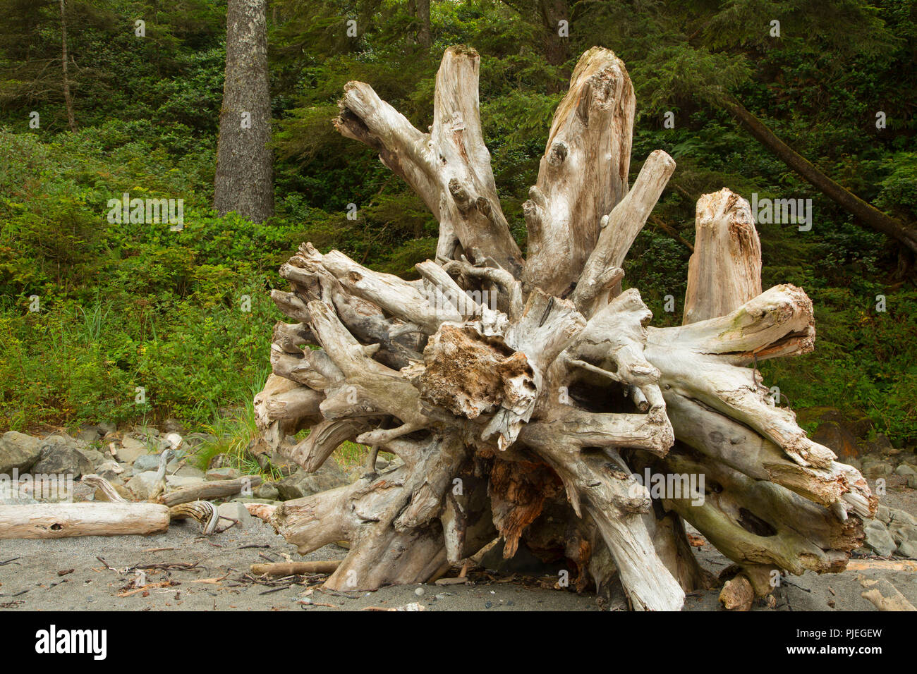 Drift auf Botanischen Strand, Juan de Fuca Provincial Park, British Columbia, Kanada anmelden Stockfoto