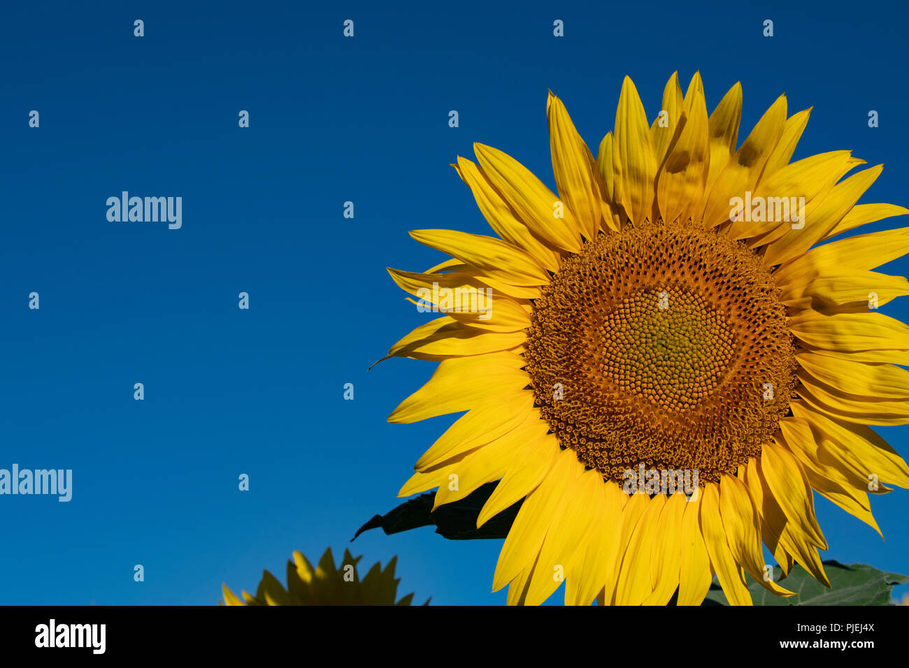 Sonnenblumenfeld in der Nähe von blühenden Lavendelfelder im Sommer in die Ebene von Valensole Provence Frankreich Stockfoto