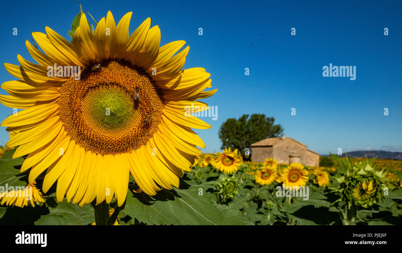 Steinhaus im Sonnenblumenfeld in der Nähe von blühenden Lavendelfelder im Sommer in die Ebene von Valensole Provence Frankreich Stockfoto