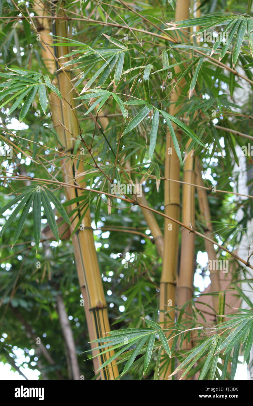 Bambusbäume und Blätter Stockfoto