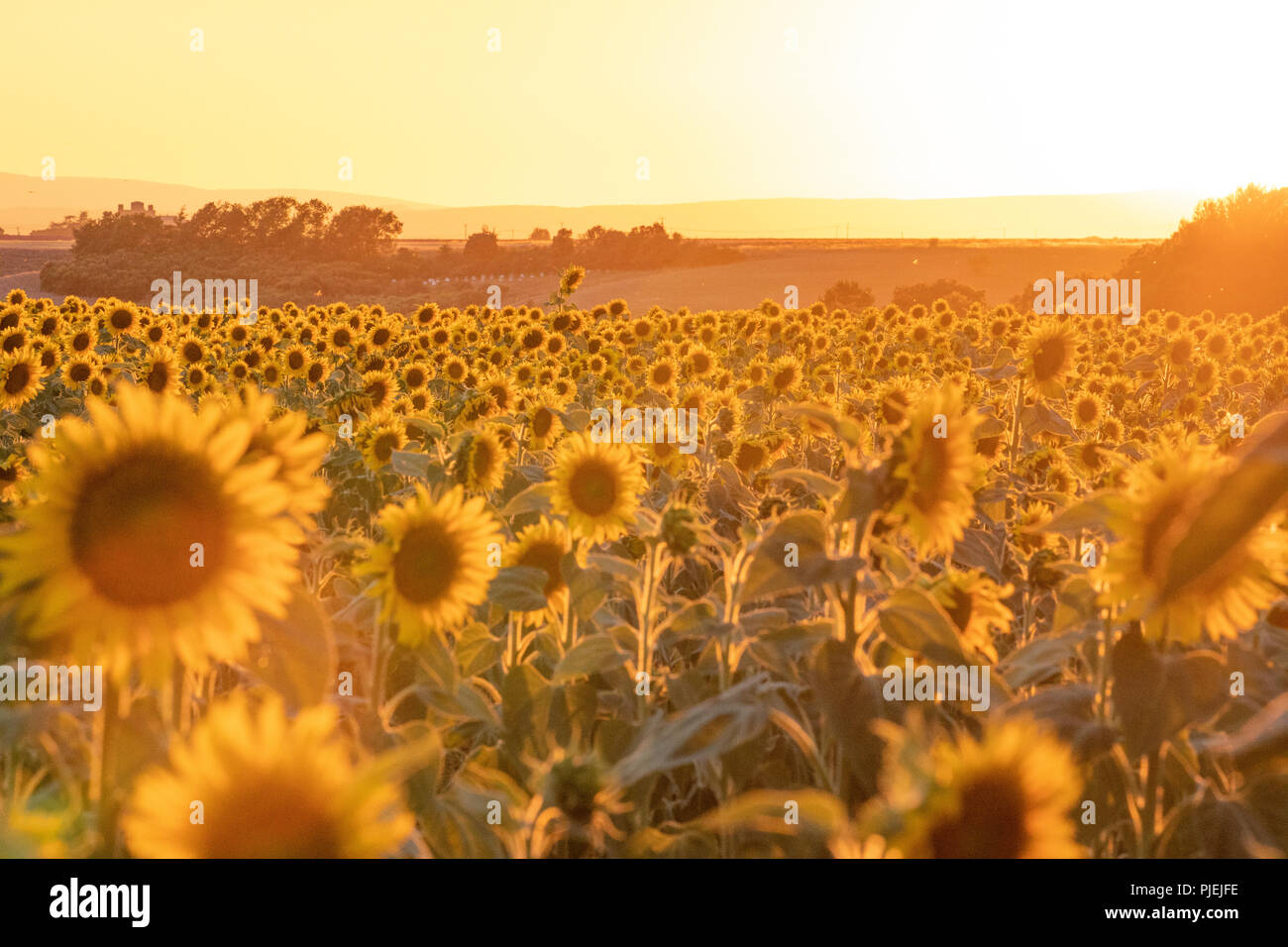 Sonnenuntergang über Sonnenblumenfeld in der Nähe von blühenden Lavendelfelder im Sommer in die Ebene von Valensole Provence Frankreich Stockfoto