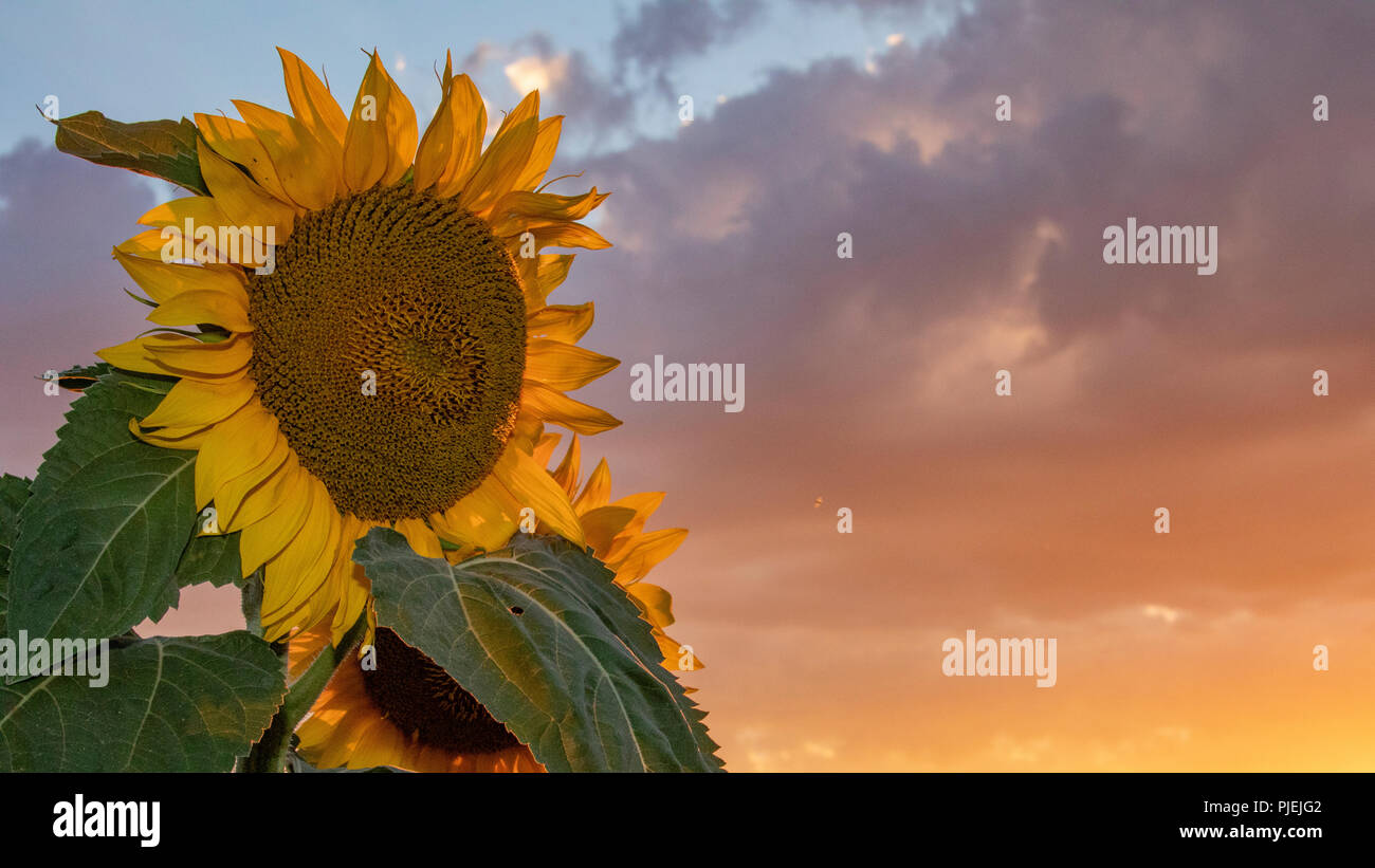 Sonnenuntergang über Sonnenblumenfeld in der Nähe von blühenden Lavendelfelder im Sommer in die Ebene von Valensole Provence Frankreich Stockfoto