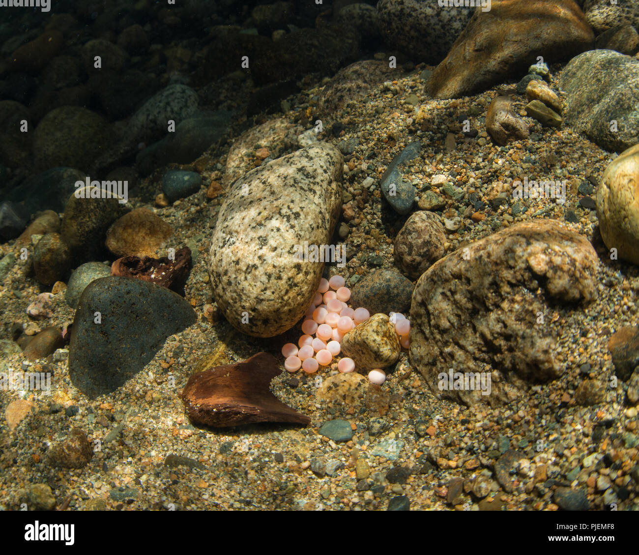 Unterwasser Bild, wenn ein Nest von rosa Lachs mit Eier in den Kies. Stockfoto