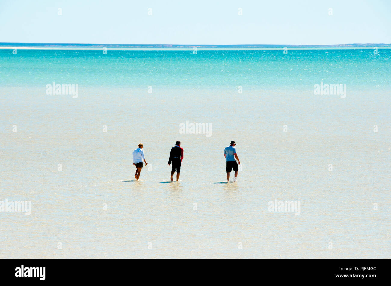 Shell Beach - Shark Bay - Western Australia Stockfoto