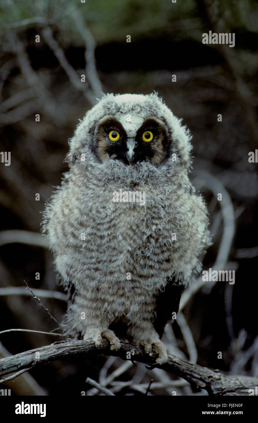 Juvenile Waldohreule (Asio otus) im Morley Nelson Greifvögel National Conservation Area in SW Idaho Stockfoto