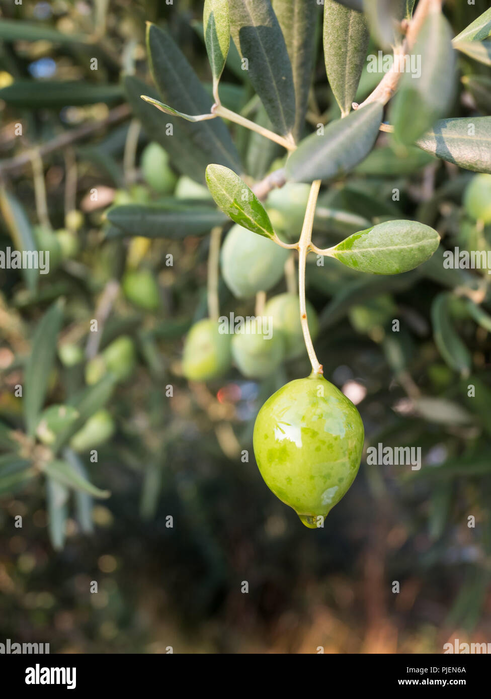 Goldene Öl droping Von olive Frucht am Baum Konzept Stockfoto