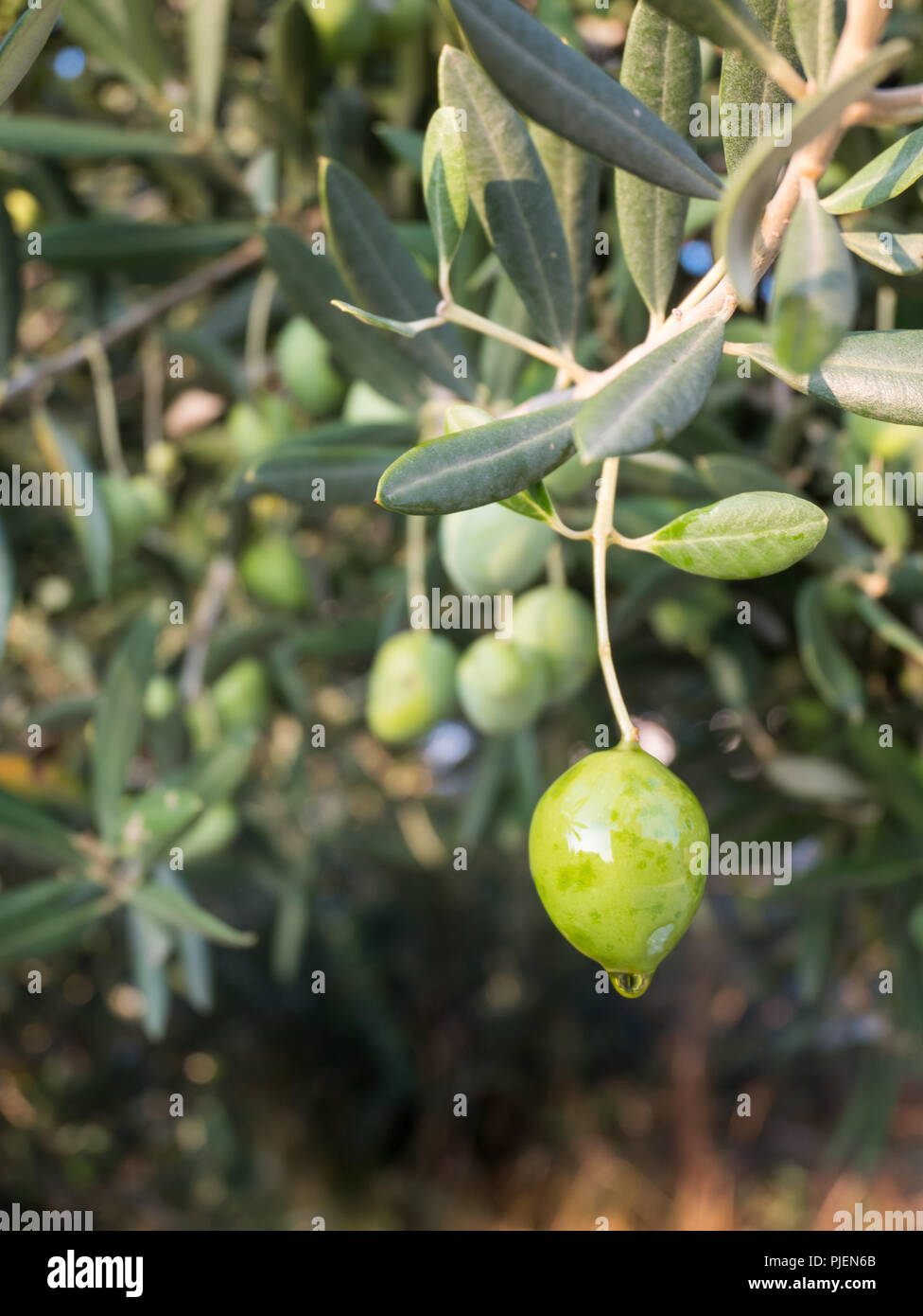 Grüne Oliven auf Olivenbaumplantage gießen Öl Konzept Stockfoto