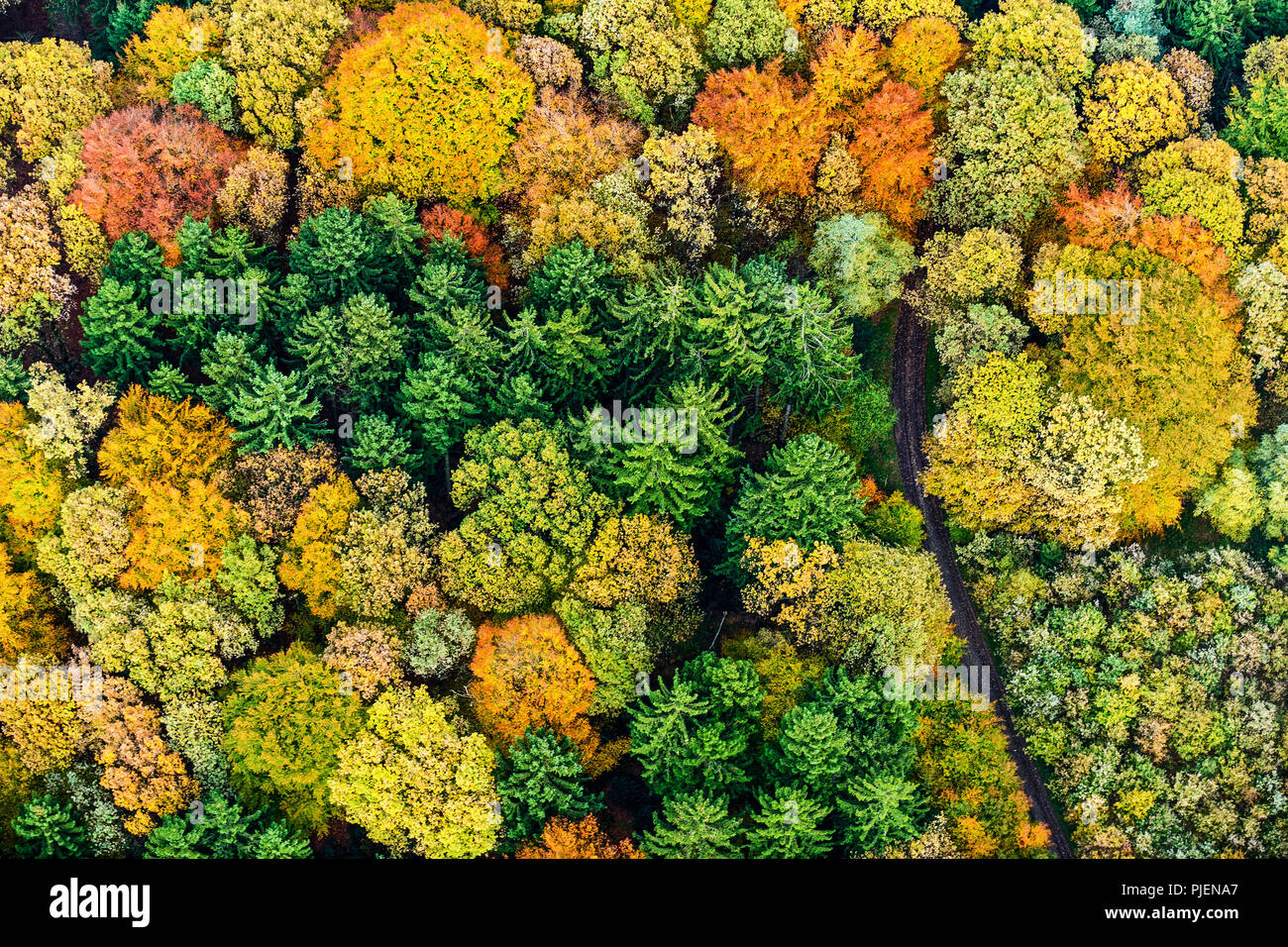 Luftbild von einem farbigen Wald im Herbst. Stockfoto