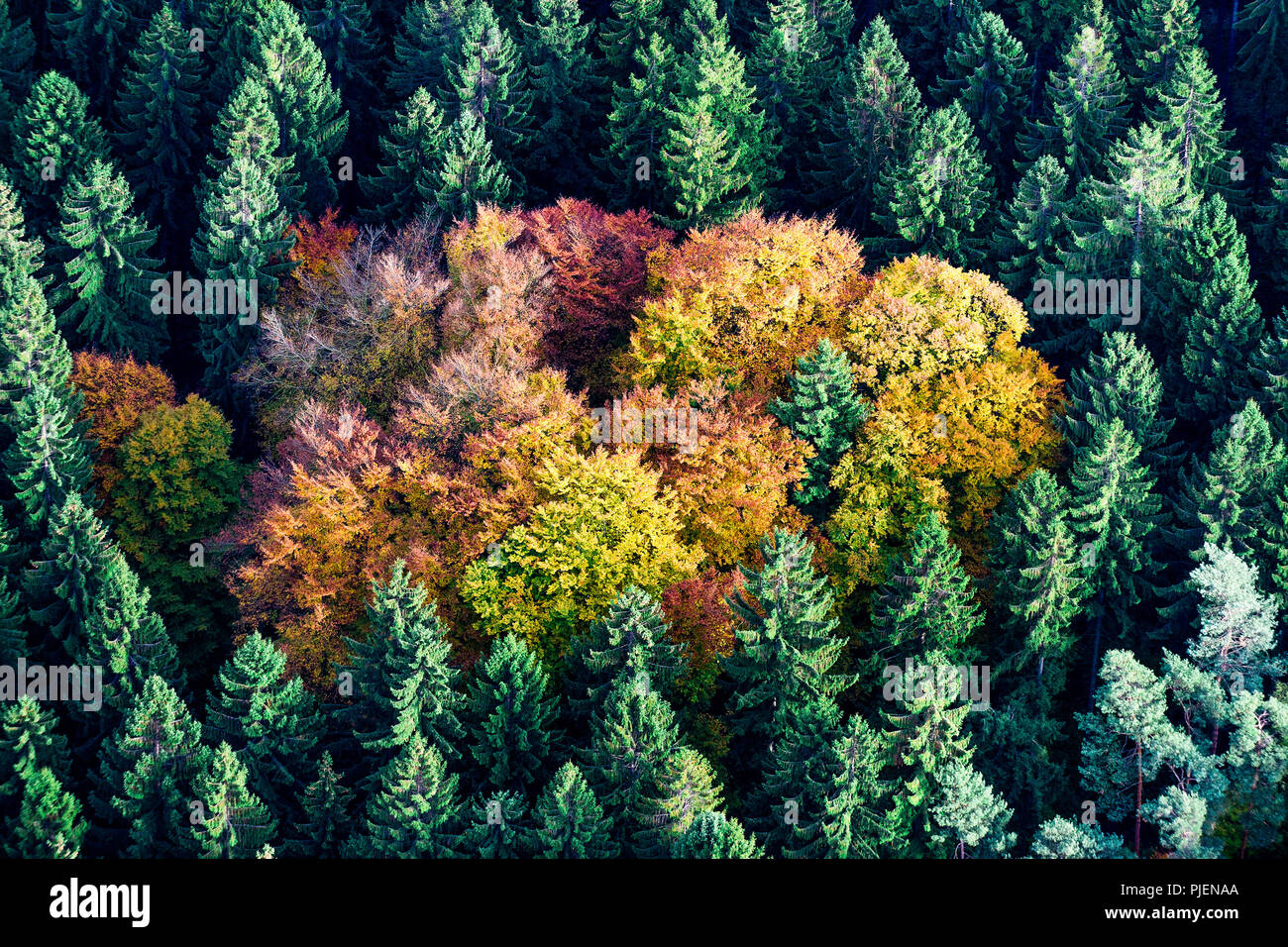 Luftbild von einem Mischwald im Herbst. Stockfoto