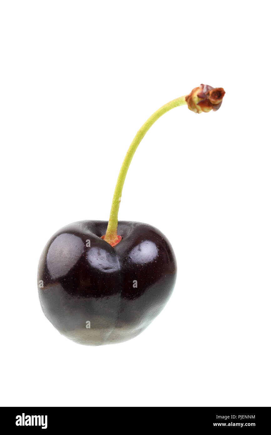 Sweet cherry der Art Landele oder Schwarze Schmetterlinge, Süßkirsche der Sorte 'Landele ''Schwarzer oder Falter' Stockfoto