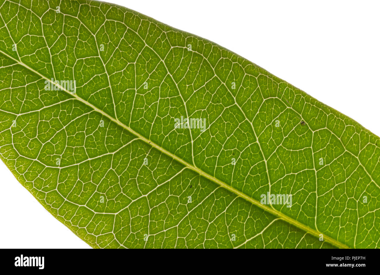 Makro Bild von einem grünen Blatt im Sommer vor einem weißen Hintergrund. Stockfoto