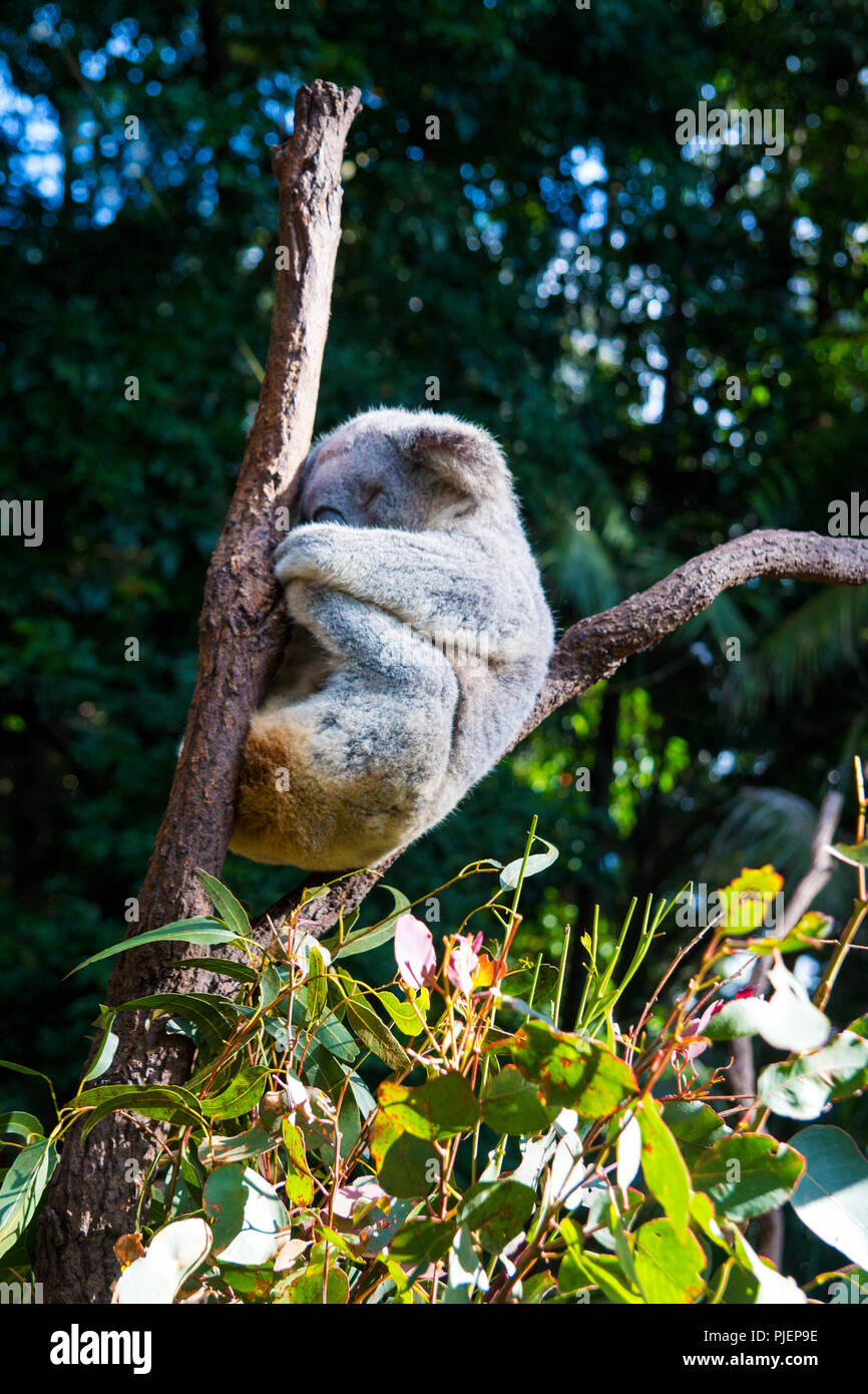 Koalabär schlafen zwischen zwei Holz- Glieder in der australischen Erhaltung Wald, Phascolarctos Cinereus Stockfoto