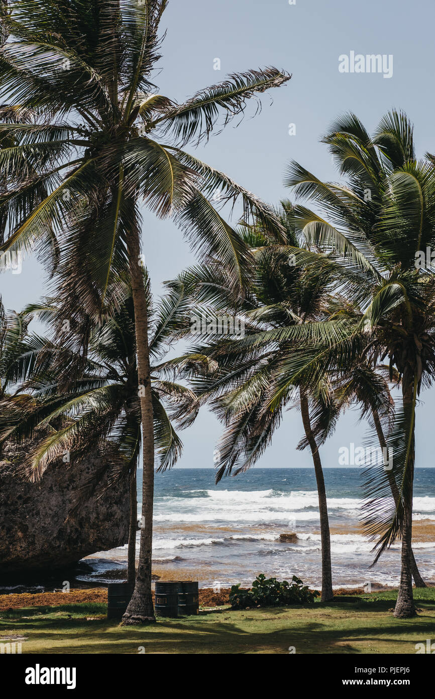 Blick auf die Palmen auf Bathsheba Beach in Barbados, schlecht durch sargassum Algen betroffen. Stockfoto