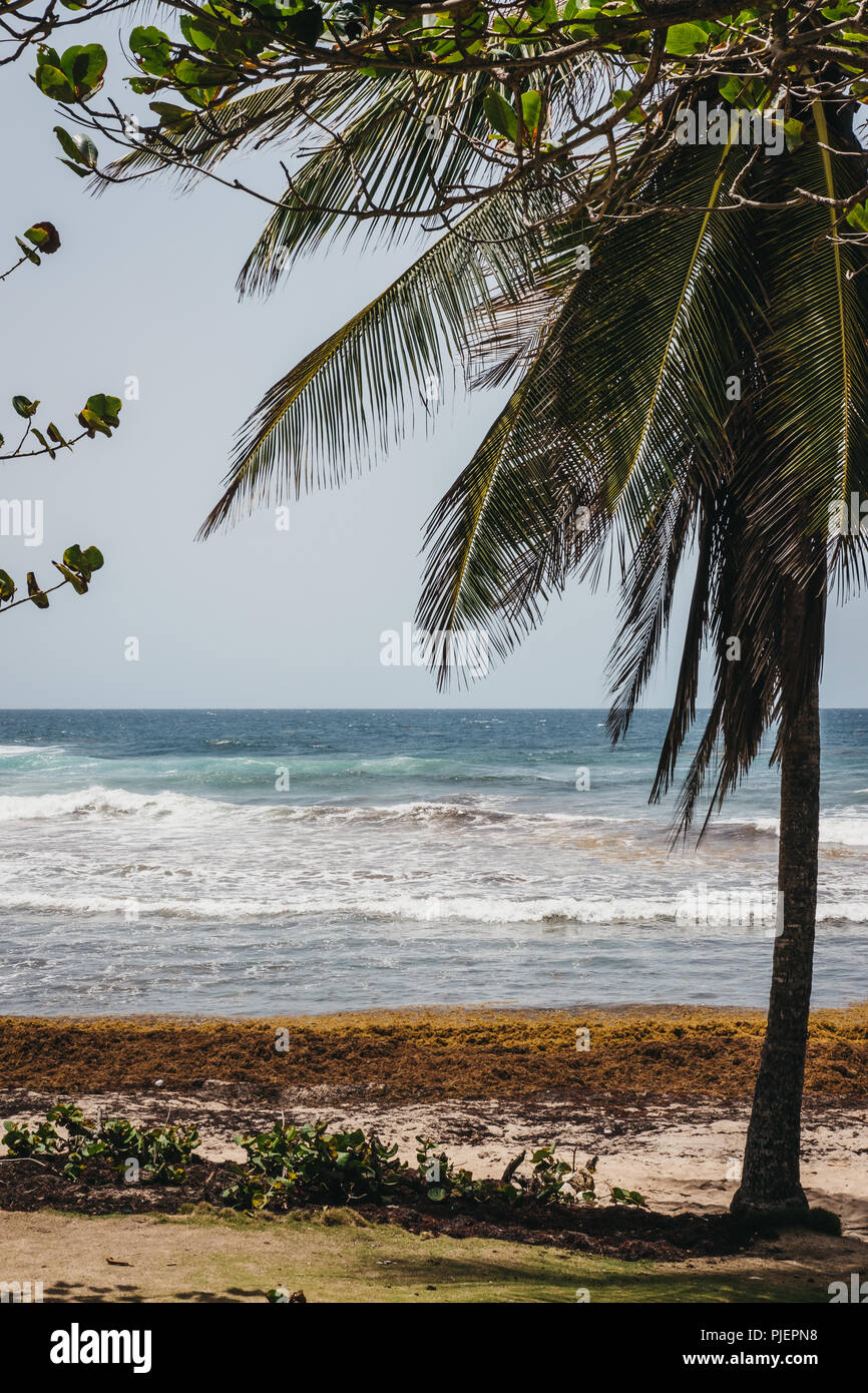 Blick auf die Palmen auf Bathsheba Beach in Barbados, schlecht durch sargassum Algen betroffen. Stockfoto