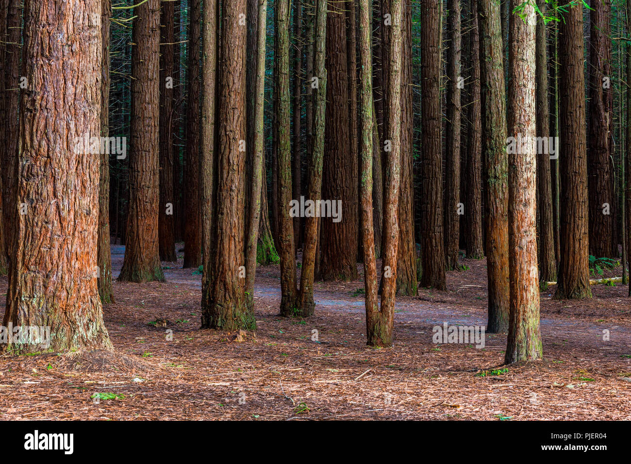 Redwoods Wald - Rotorua, Neuseeland Stockfoto