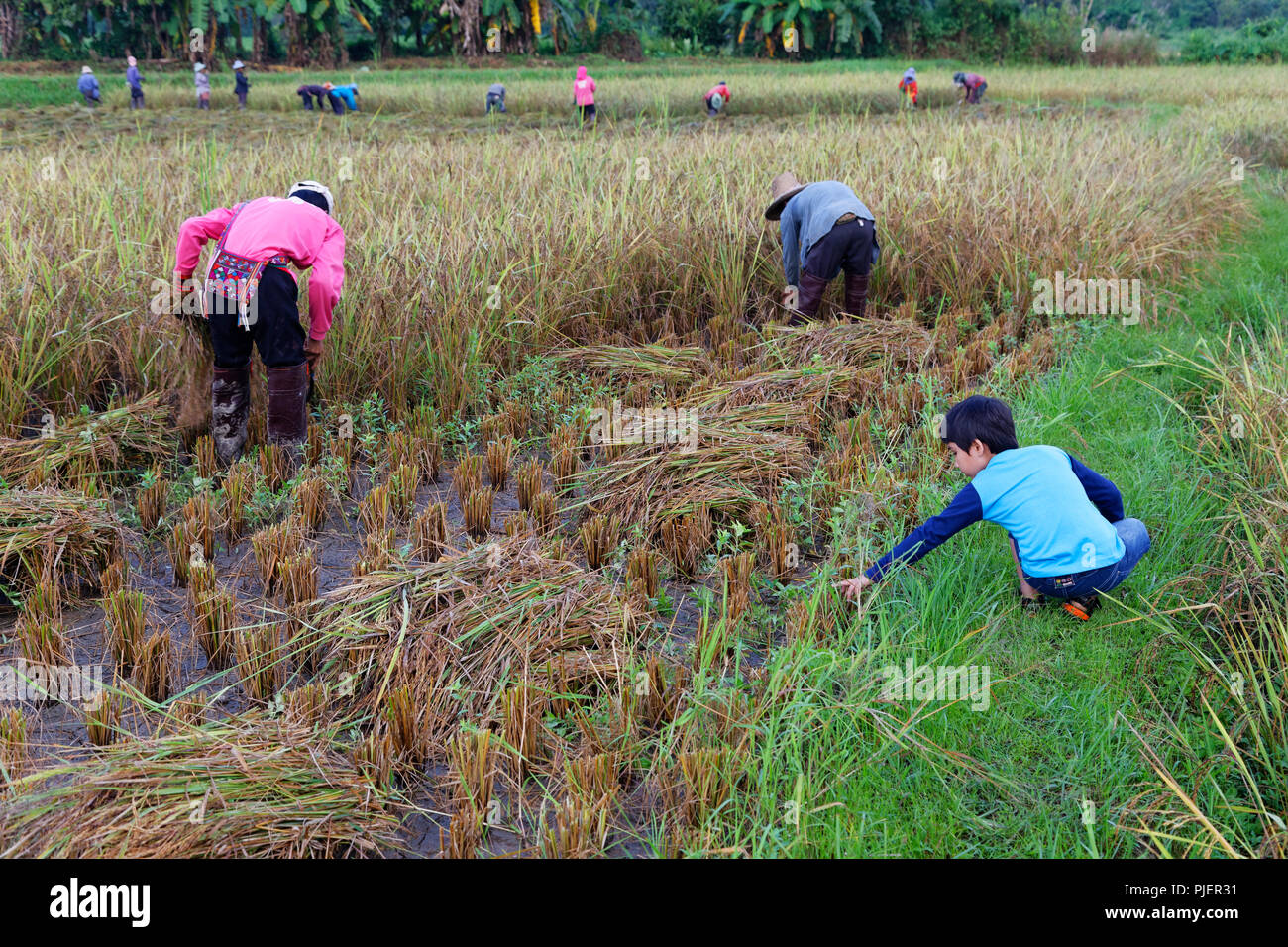 Die traditionelle Ernte von Reis (Reis Berry) von Hand, Chiang Rai, Nordthailand Stockfoto