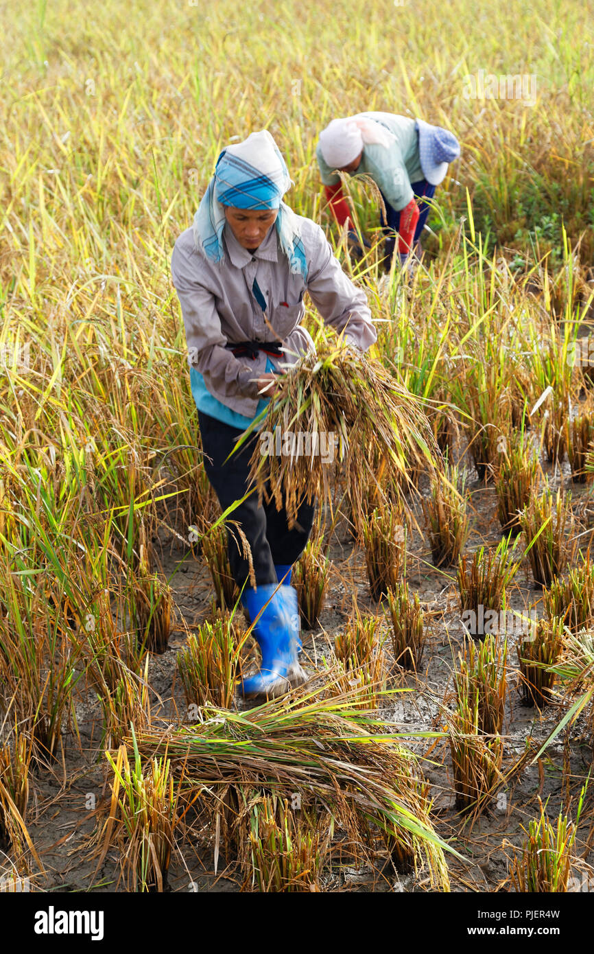 Die traditionelle Ernte von Reis (Reis Berry) von Hand, Chiang Rai, Nordthailand Stockfoto