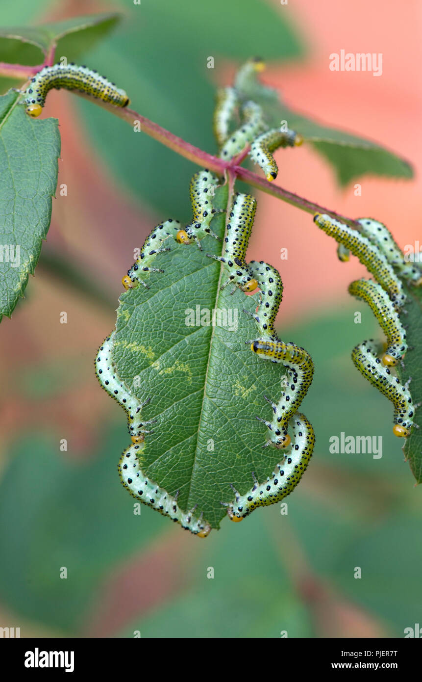 Große rose sawfly, Archips pagana, Larven fressen an dekorativen Rosenblüten im Sommer, Berkshire, September Stockfoto