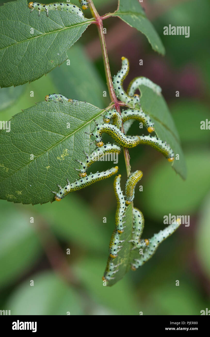 Große rose sawfly, Archips pagana, Larven fressen an dekorativen Rosenblüten im Sommer, Berkshire, September Stockfoto