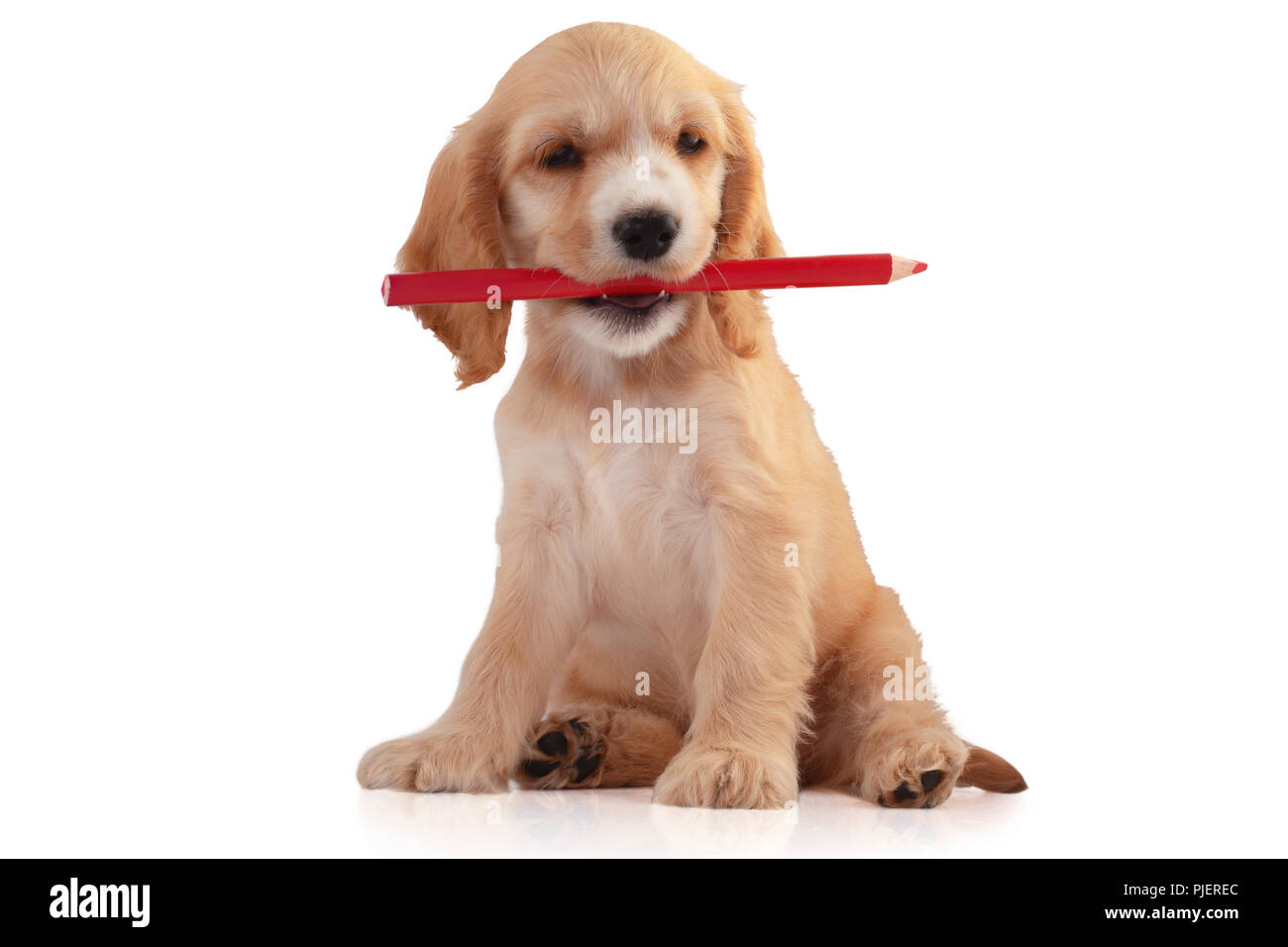 Cocker Spaniel Welpen mit Bleistift, auf weissem isoliert. Stockfoto