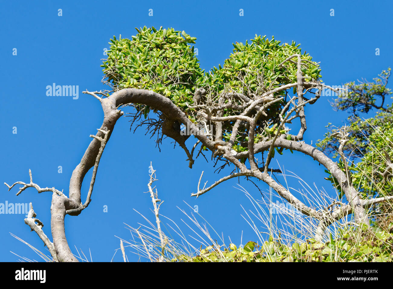 Wind Bush durchgebrannt Stockfoto