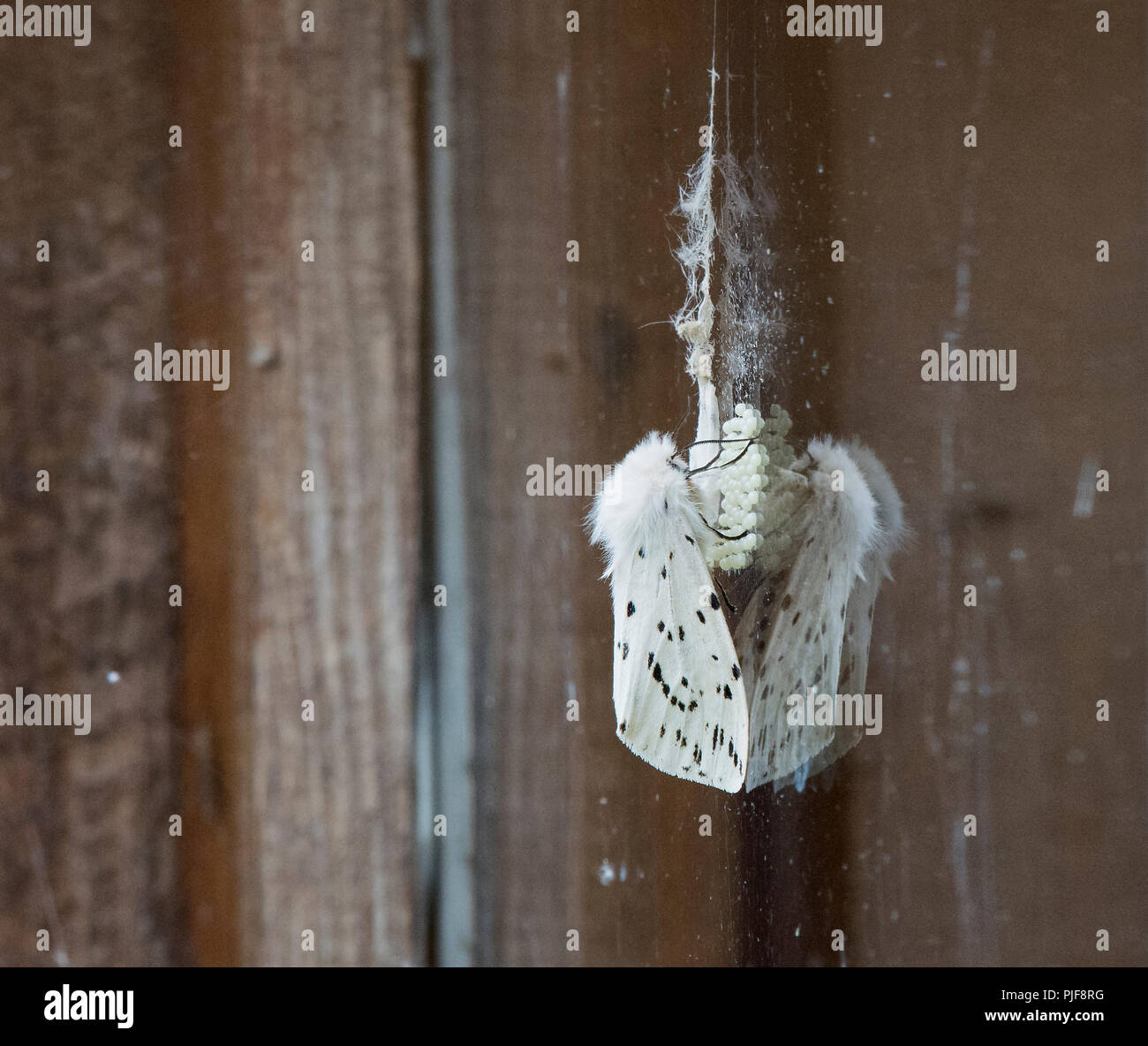 Europäische White Moth, Spilosoma lubricipeda Hermelin, Eier auf Fenster, Lancashire, Großbritannien Stockfoto