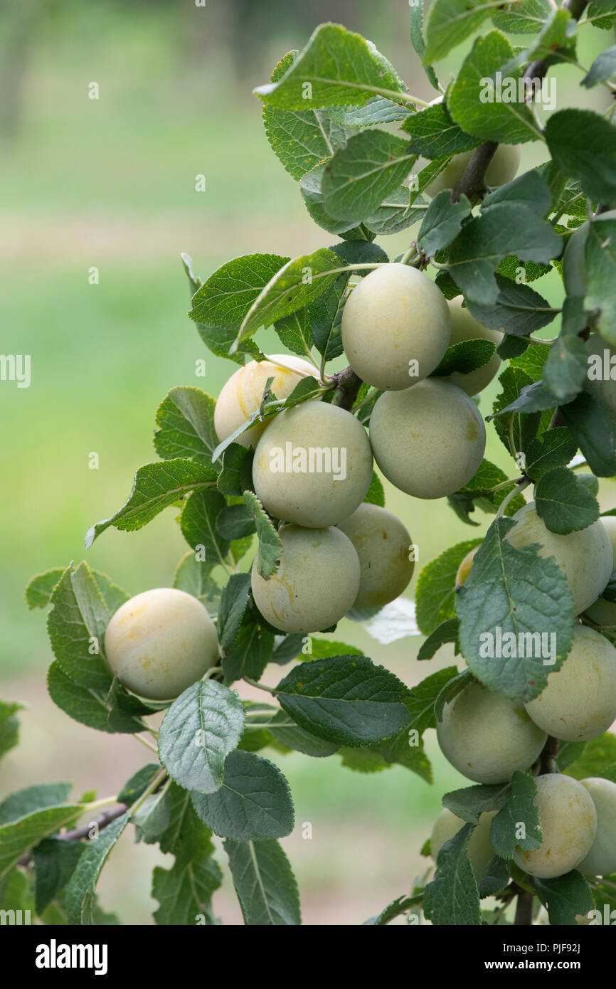 Prunus insititia 'White damson'. Weiß Damson Frucht am Baum. Großbritannien Stockfoto