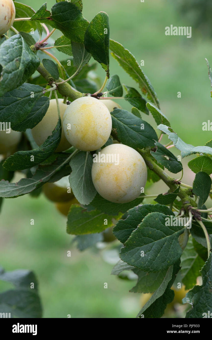 Prunus insititia 'White damson'. Weiß Damson Frucht am Baum. Großbritannien Stockfoto