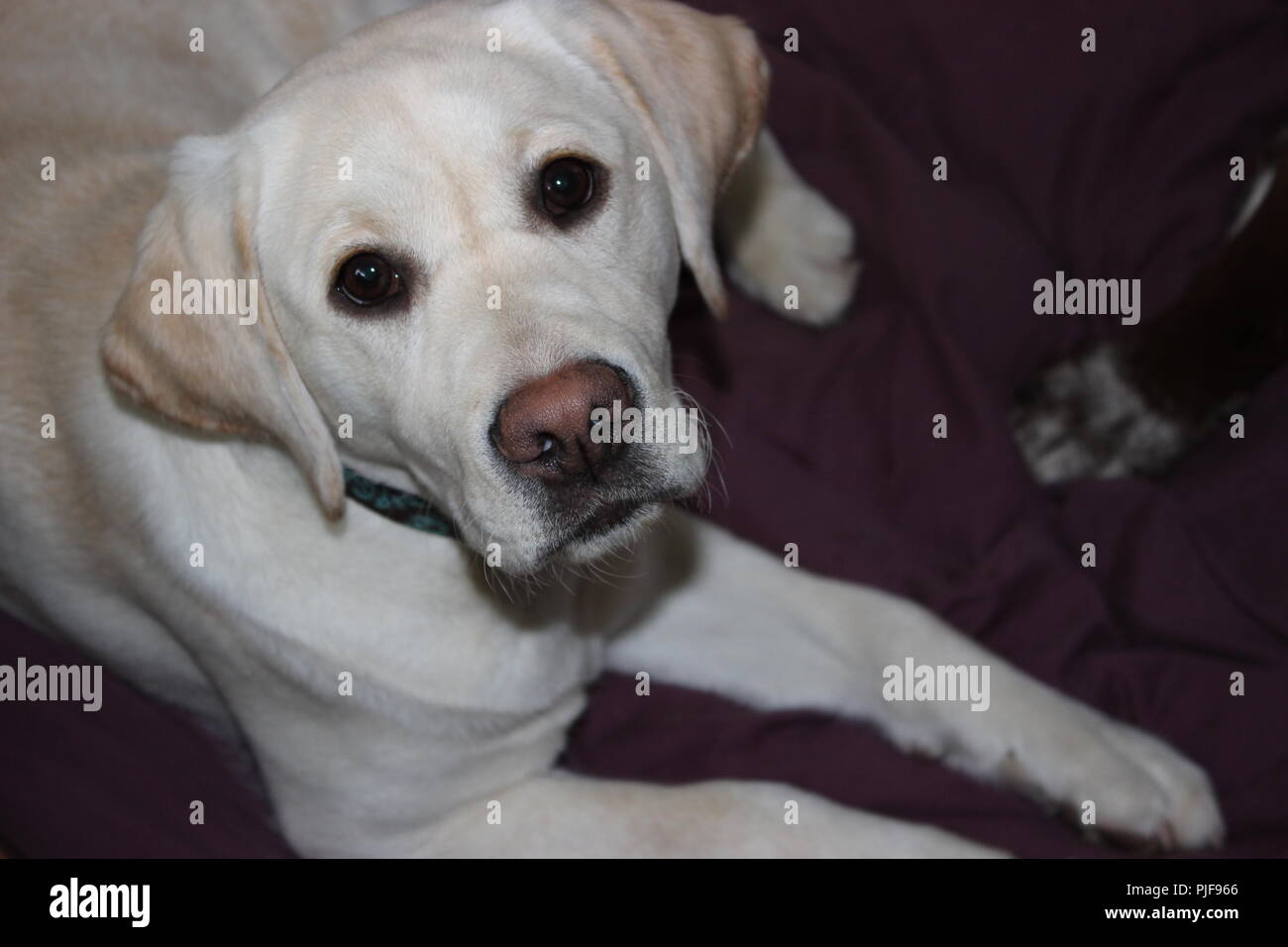 gelber Labrador Stockfoto