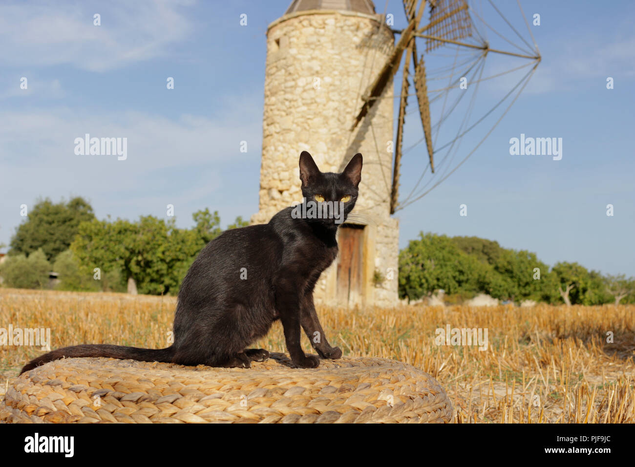 Schwarze Katze, sitzend auf einem strubble Feld vor eine alte Windmühle Stockfoto