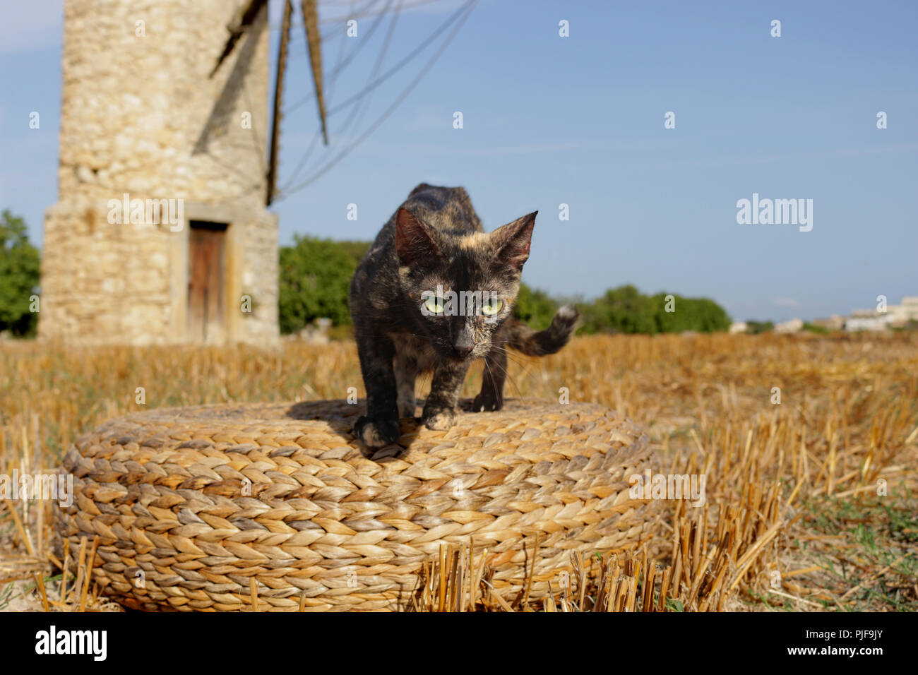Hauskatze, Schildpatt, stehend auf einem Feld vor einer Windmühle Stockfoto