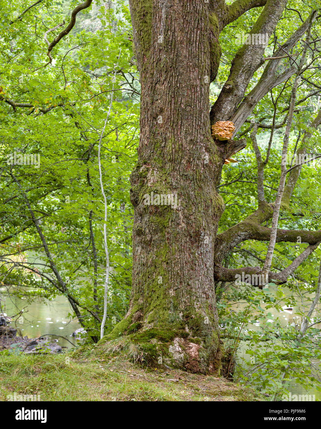 Alten, großen Baum neben dem Stream mit grossen Wachstum der Baum Pilz Stockfoto