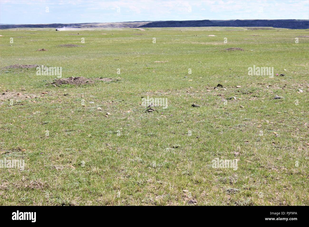 Präriehunde Stockfoto