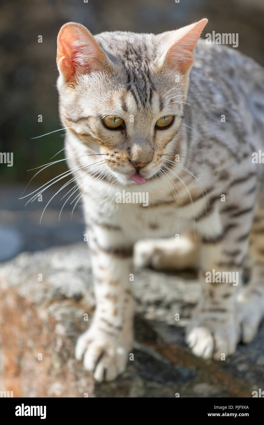 Schönen männlichen silver Bengal cat kitten Portrait im Freien Stockfoto